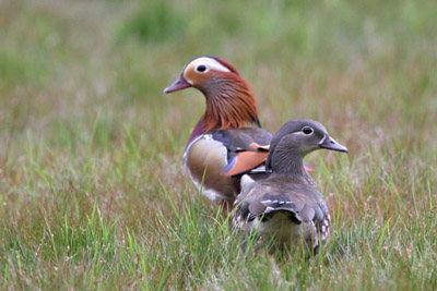 Mandarins  2005  F. S. Simpson