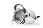Mandarin Duck sketch � Fraser Simpson