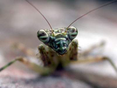 Mantid sp.