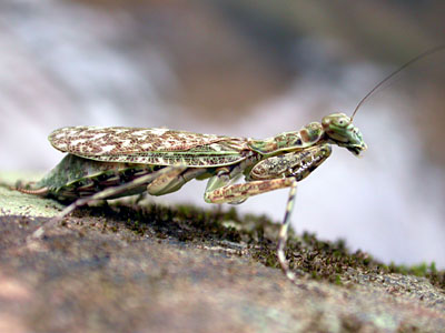 Mantid