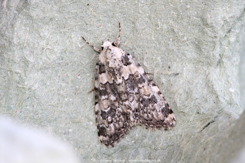Marbled Beauty (Bryophila domestica) � Fraser Simpson