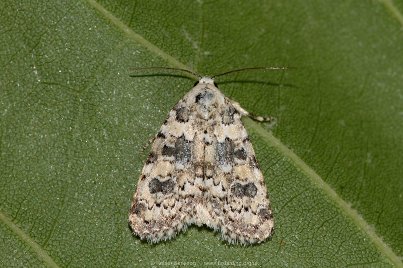 Marbled Beauty (Bryophila domestica) � Fraser Simpson