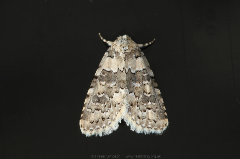 Marbled Beauty (Bryophila domestica) � Fraser Simpson