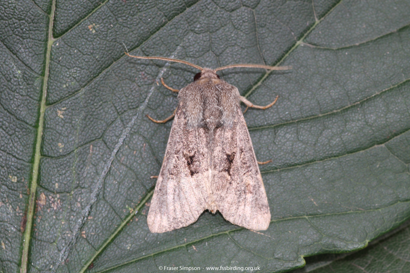 Marbled Minor agg. (Oligia sp.) � Fraser Simpson