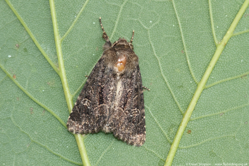 Marbled Minor agg. (Oligia sp.) � Fraser Simpson