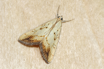 Marbled Yellow Pearl (Evergestis extimalis)  Fraser Simpson