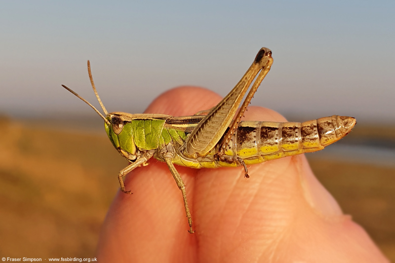 Meadow Grasshopper (Chorthippus parallelus) � Fraser Simpson
