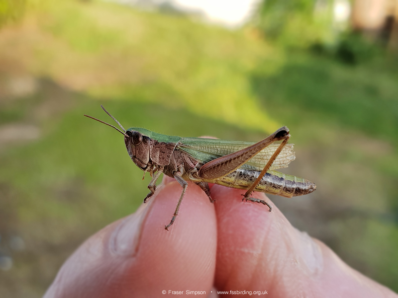 Meadow Grasshopper (Chorthippus parallelus) � Fraser Simpson