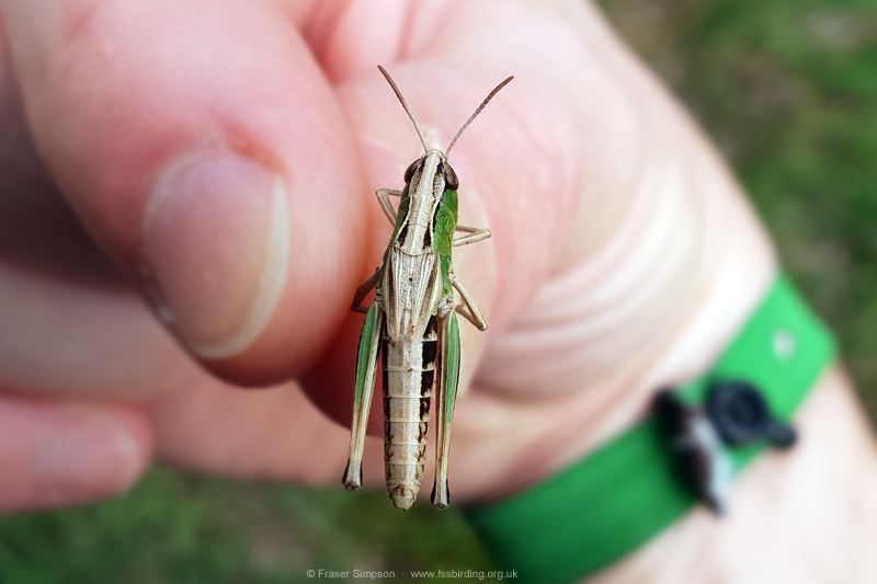 Meadow Grasshopper (Chorthippus parallelus) � Fraser Simpson