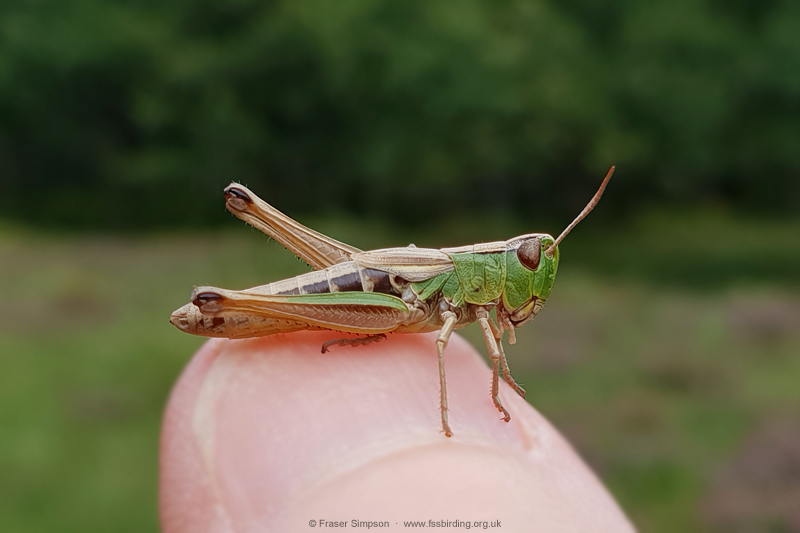 Meadow Grasshopper (Chorthippus parallelus) � Fraser Simpson
