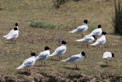 Mediterranean Gulls, Axios Delta � 2005  F. S. Simpson