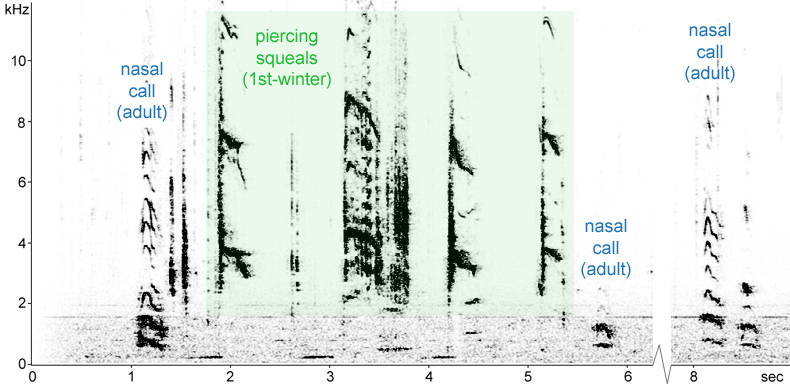 Sonogram of Mediterranean Gull calls