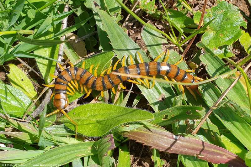 Mediterranean Banded Centipede, Valle de Oj�n � Fraser Simpson
