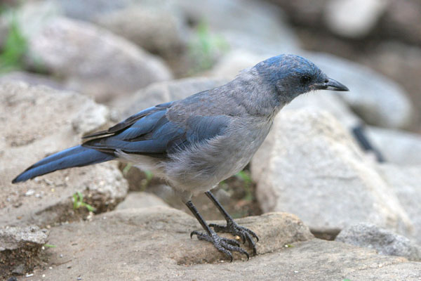 Mexican Jay �2006 Fraser Simpson