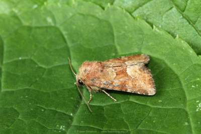Middle-barred Minor (Oligia fasciuncula)  Fraser Simpson