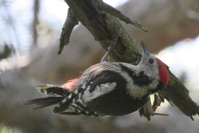 Middle Spotted Woodpecker, Dadia Forest � 2005  F. S. Simpson