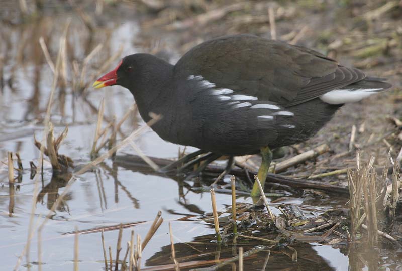 Moorhen  2005  F. S. Simpson