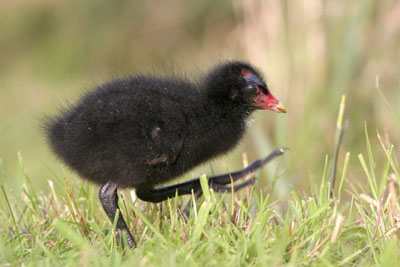 Moorhen chick � 2005  F. S. Simpson