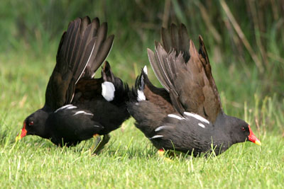 Moorhens � 2005  F. S. Simpson