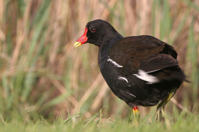 Moorhen � 2005  F. S. Simpson
