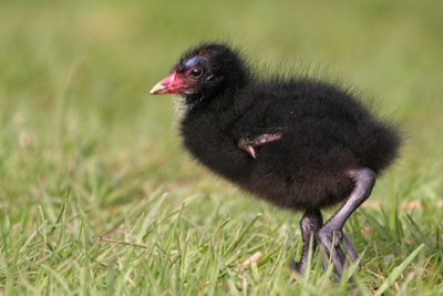 Moorhen chick � 2005  F. S. Simpson