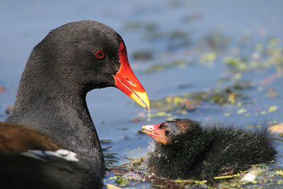 Moorhen � 2005  F. S. Simpson