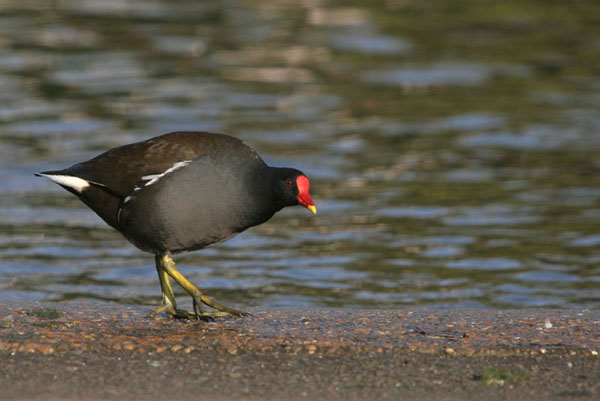 Moorhen 2005 Fraser Simpson