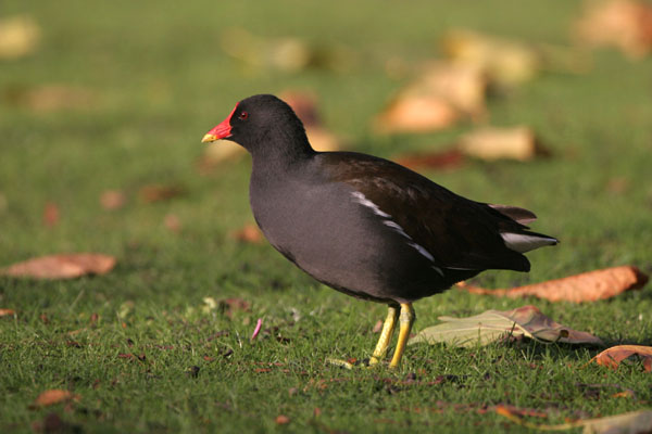 Moorhen 2005 Fraser Simpson