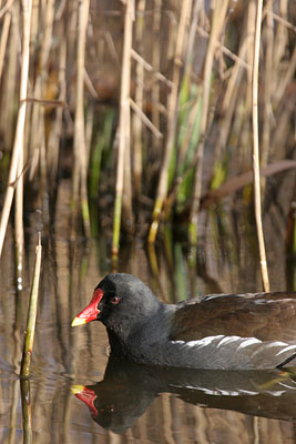 Moorhen �2006 Fraser Simpson