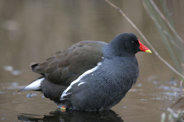 Moorhen 2006 Fraser Simpson
