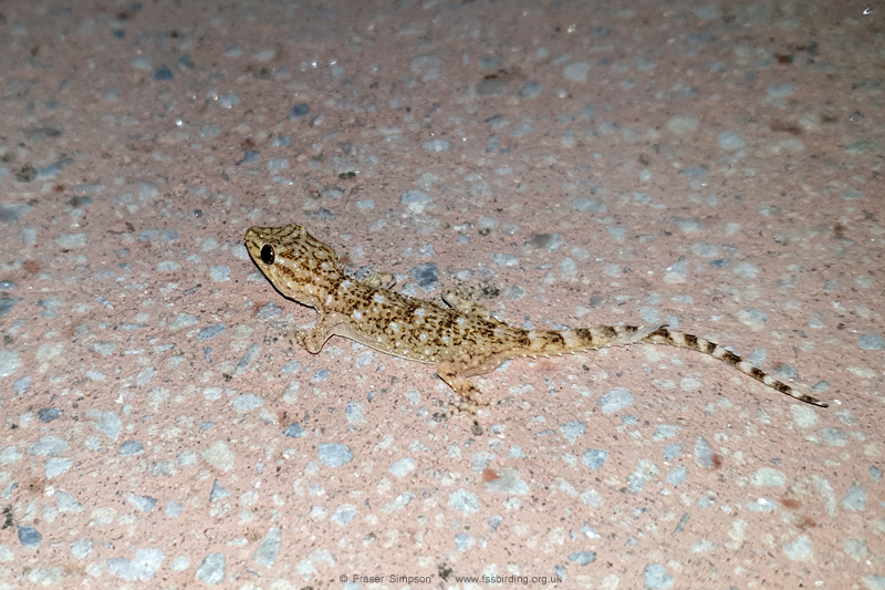 Moorish Gecko (Tarentola mauritanica) � Fraser Simpson