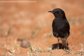 White-crowned Wheatear