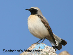 Seebohm's Wheatear � 2007 Fraser Simpson