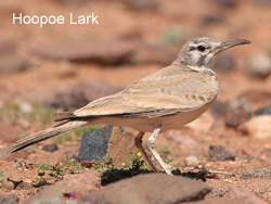 Hoopoe Lark � 2007 Fraser Simpson