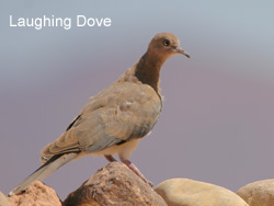 Laughing Dove � 2007 Fraser Simpson