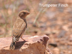 Trumpeter Finch � 2007 Fraser Simpson