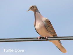 Turtle Dove � 2007 Fraser Simpson