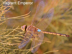 Vagrant Emperor � 2007 Fraser Simpson