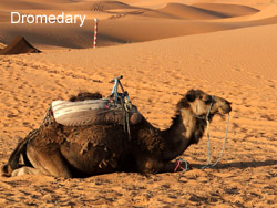 Dromedary � 2007 Lisa Ketchen