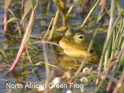 North African Green Frog � 2007 Fraser Simpson