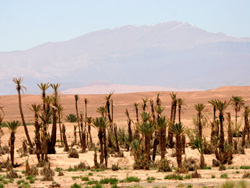 Oasis � 2007 Fraser Simpson