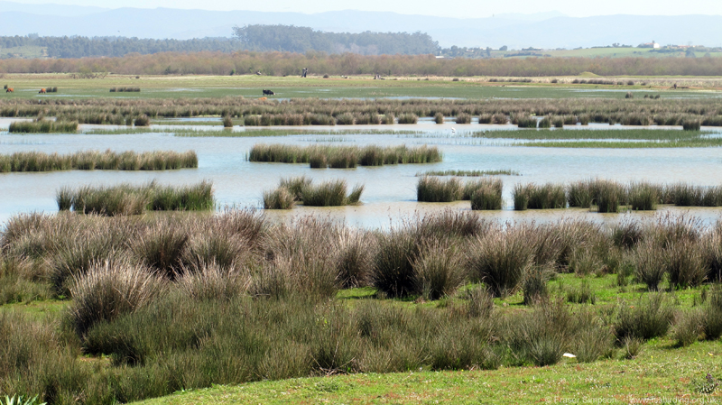 Oued Loukkos marshes � Fraser Simpson  �  www.fssbirding.org.uk