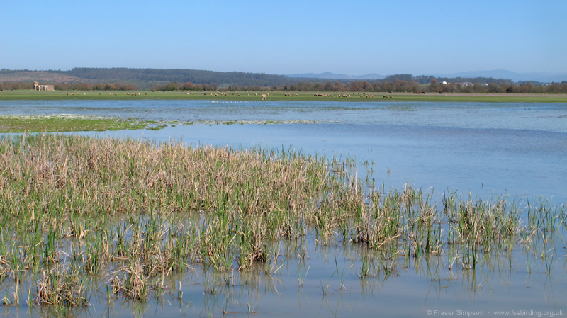 Oued Loukkos marshes � Fraser Simpson  �  www.fssbirding.org.uk