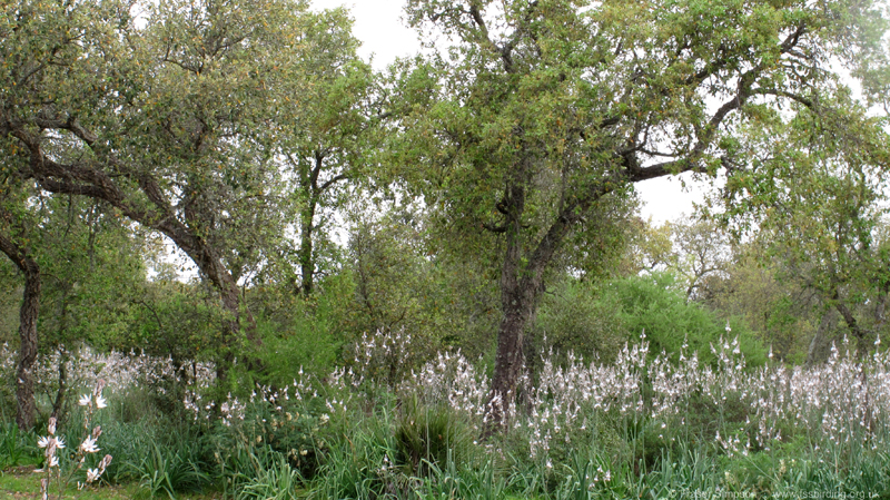 Cork Oak forest, Sidi Yaya-Sidi Bettache � Fraser Simpson  �  www.fssbirding.org.uk