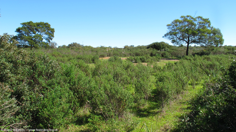 Double-spurred Francolin habitat, Sidi Yaya-Sidi Bettache � Fraser Simpson  �  www.fssbirding.org.uk