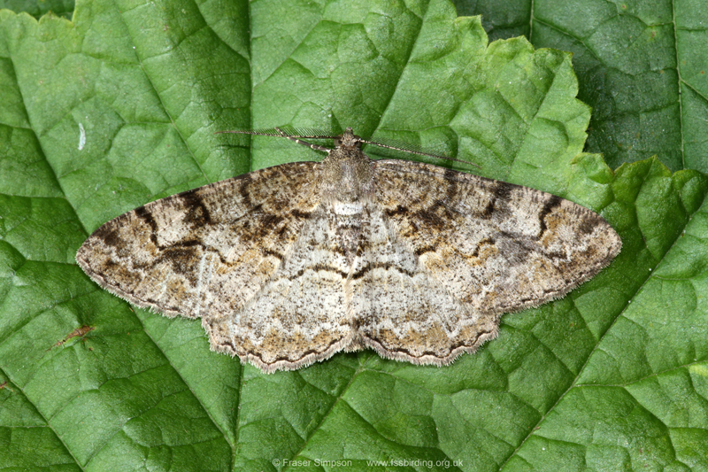 Mottled Beauty (Alcis repandata) � Fraser Simpson