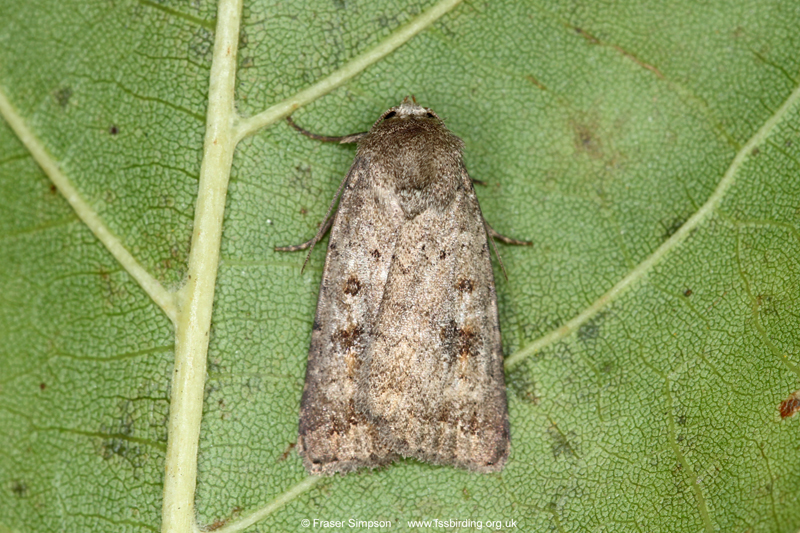 Mottled Rustic (Caradrina morpheus) � Fraser Simpson