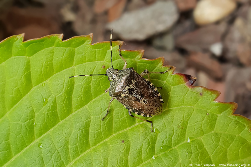 Mottled Shieldbug, Etang du Moulin � Fraser Simpson