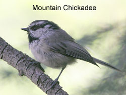Mountain Chickadee � 2006  F. S. Simpson
