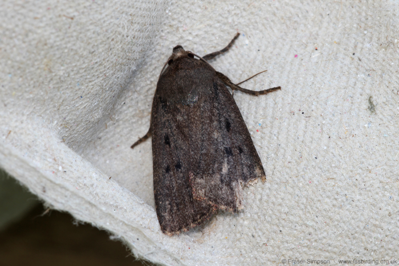 Mouse Moth (Amphipyra tragopoginis) � Fraser Simpson